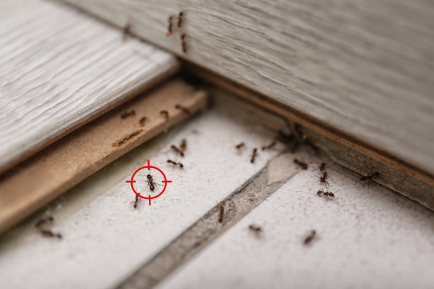 Best Ant Control Services  in St Croix Falls, WI